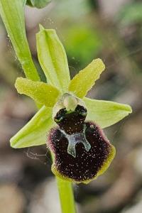 <i>Ophrys aranifera subsp. aranifera</i>