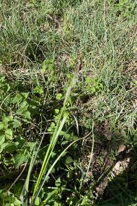 <i>Carex riparia</i>