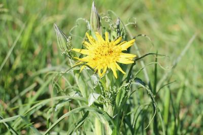 <i>Tragopogon pratensis</i>