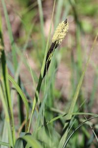 <i>Carex acutiformis</i>