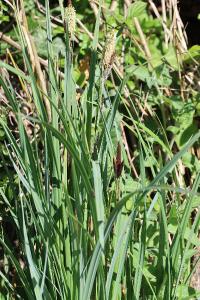 <i>Carex acutiformis</i>