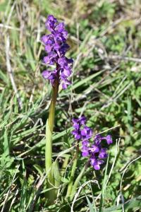 <i>Anacamptis morio</i>