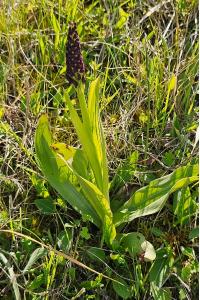 <i>Orchis purpurea</i>