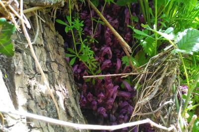 <i>Lathraea clandestina</i>