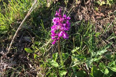 <i>Orchis mascula</i>
