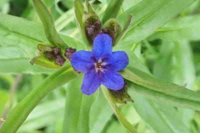 <i>Aegonychon purpurocaeruleum</i>