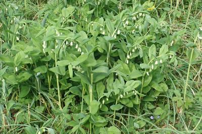 <i>Polygonatum multiflorum</i>
