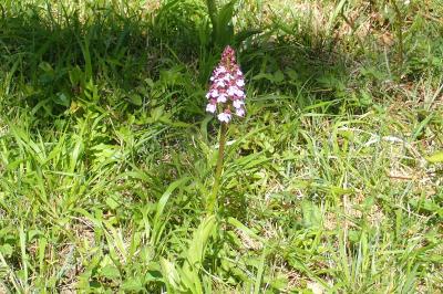 <i>Orchis purpurea</i>