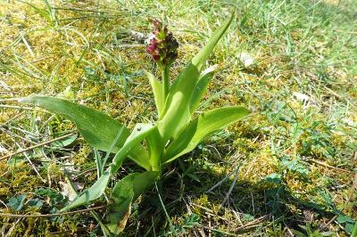 <i>Orchis purpurea</i>