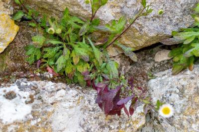 <i>Erigeron karvinskianus</i>