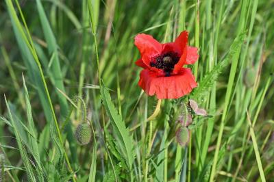 <i>Papaver rhoeas</i>
