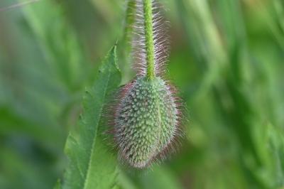 <i>Papaver rhoeas</i>
