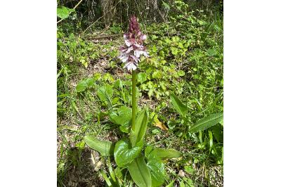 <i>Orchis purpurea</i>