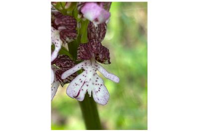<i>Orchis purpurea</i>
