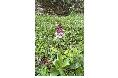 <i>Orchis purpurea</i>