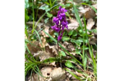 <i>Orchis mascula</i>