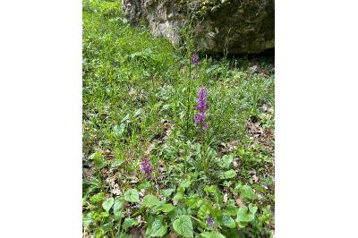 <i>Orchis mascula</i>