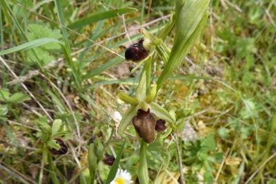 <i>Ophrys aranifera</i>