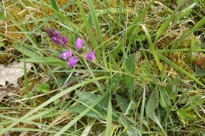 <i>Polygala vulgaris</i>