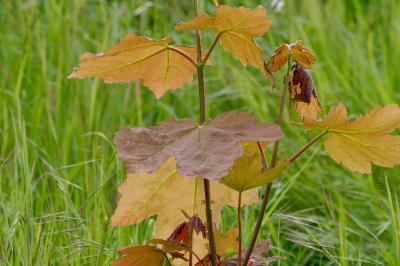 <i>Acer pseudoplatanus</i>