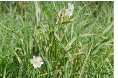 <i>Narcissus</i>