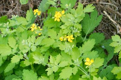 <i>Chelidonium majus</i>
