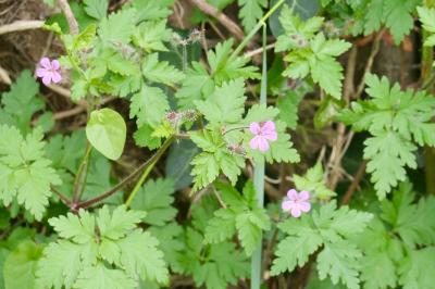 <i>Geranium robertianum</i>