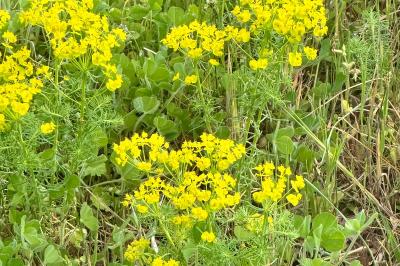 <i>Euphorbia cyparissias</i>