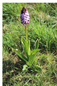 <i>Orchis purpurea</i>