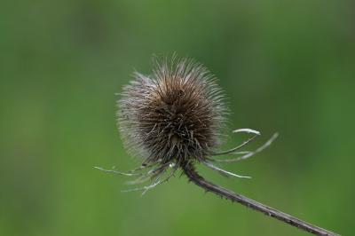 <i>Dipsacus fullonum</i>