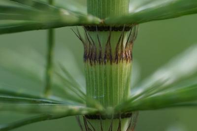 <i>Equisetum telmateia</i>