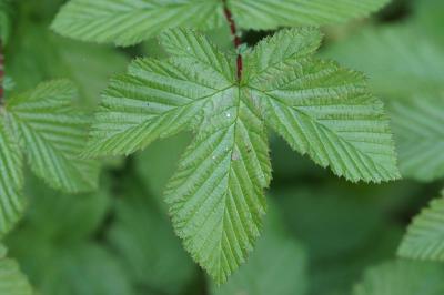 <i>Filipendula ulmaria</i>