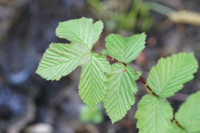 <i>Filipendula ulmaria</i>