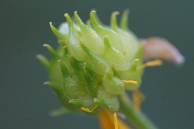 <i>Ranunculus auricomus</i>