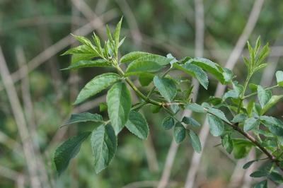 <i>Sambucus nigra</i>