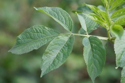 <i>Sambucus nigra</i>