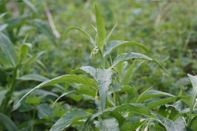 <i>Symphytum officinale</i>