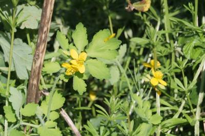 <i>Chelidonium majus</i>