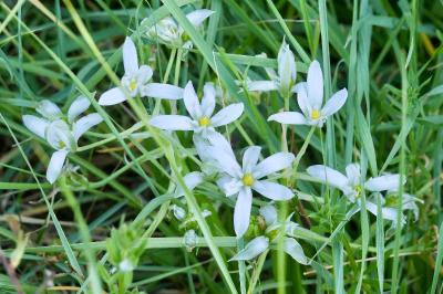 <i>Ornithogalum umbellatum</i>