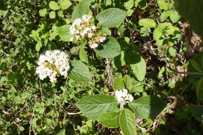 <i>Viburnum lantana</i>