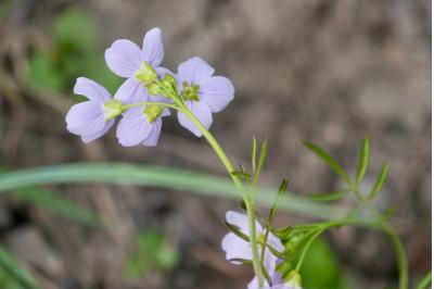<i>Cardamine pratensis</i>