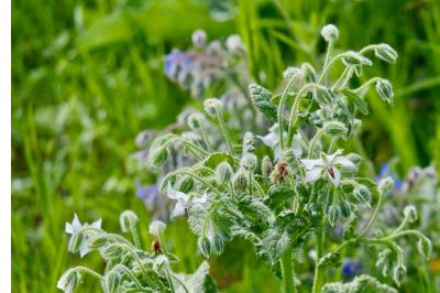 <i>Borago officinalis</i>