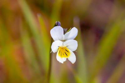 <i>Viola arvensis</i>