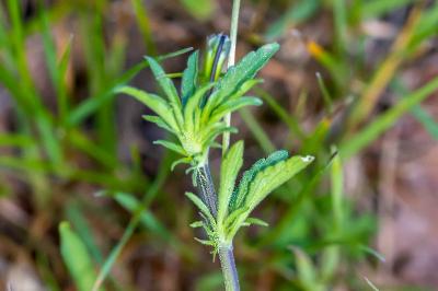 <i>Viola arvensis</i>