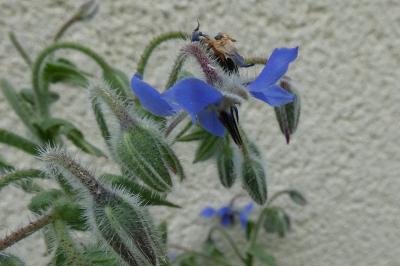 <i>Borago officinalis</i>