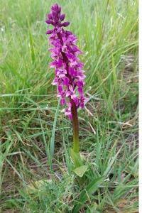 <i>Orchis mascula</i>