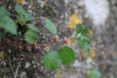 <i>Parietaria judaica</i>