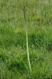 <i>Asparagus officinalis</i>