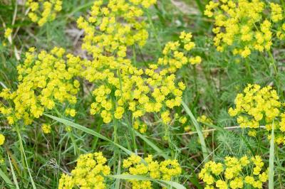 <i>Euphorbia cyparissias</i>