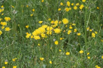 <i>Crepis biennis</i>